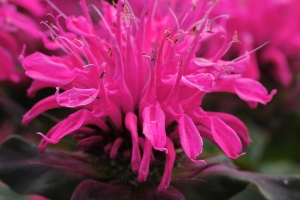 Monarda 'Balmy Rose' New 2026